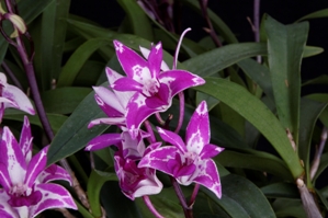 Dendrobium N.R. Diamond Orchids AM/AOS 81 pts.
